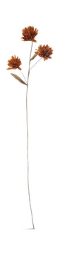 image Chrysanthemum Paper Stem
