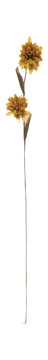 image Chrysanthemum Paper Stem