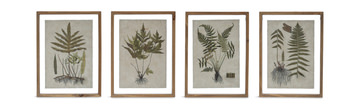 image Floating Botanical Assorted Framed Art