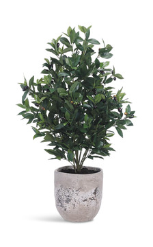 image 43″ Olive Tree