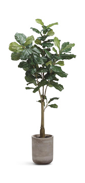 image 5.5′ Fiddle Tree