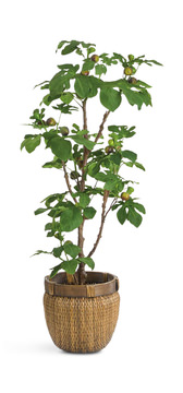 image 64″ Fig Tree