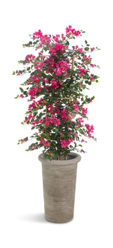 image 70″ Bougainvillea Trellis