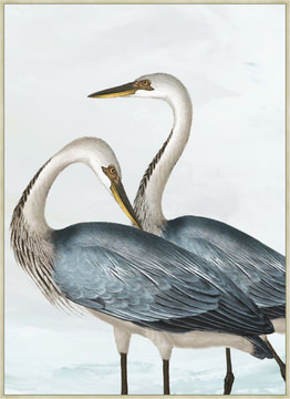 image Magnificent Blue Herons II Framed Canvas