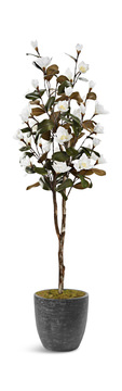 image 7′ Magnolia Tree 