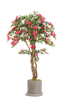 image 7′ Bougainvillea Tree