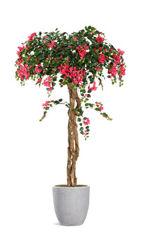 image 6′ Bougainvillea Tree
