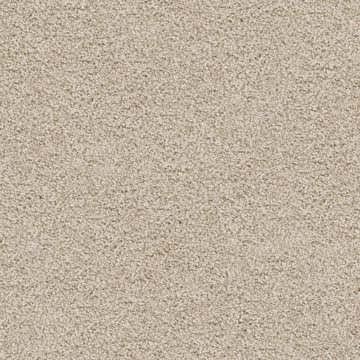 Dh Floors Great Dane - Bichon Frise