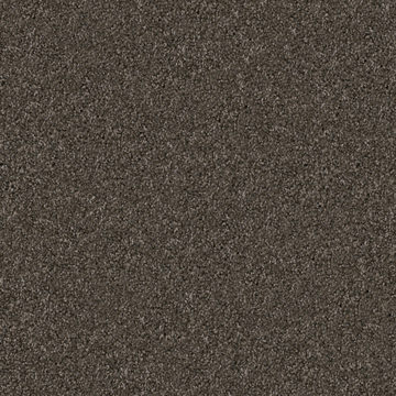 Dh Floors Great Dane - Schnauzer