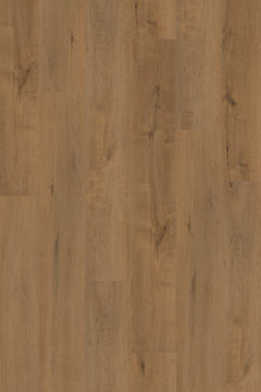 image IFC Founders - Leconte Oak