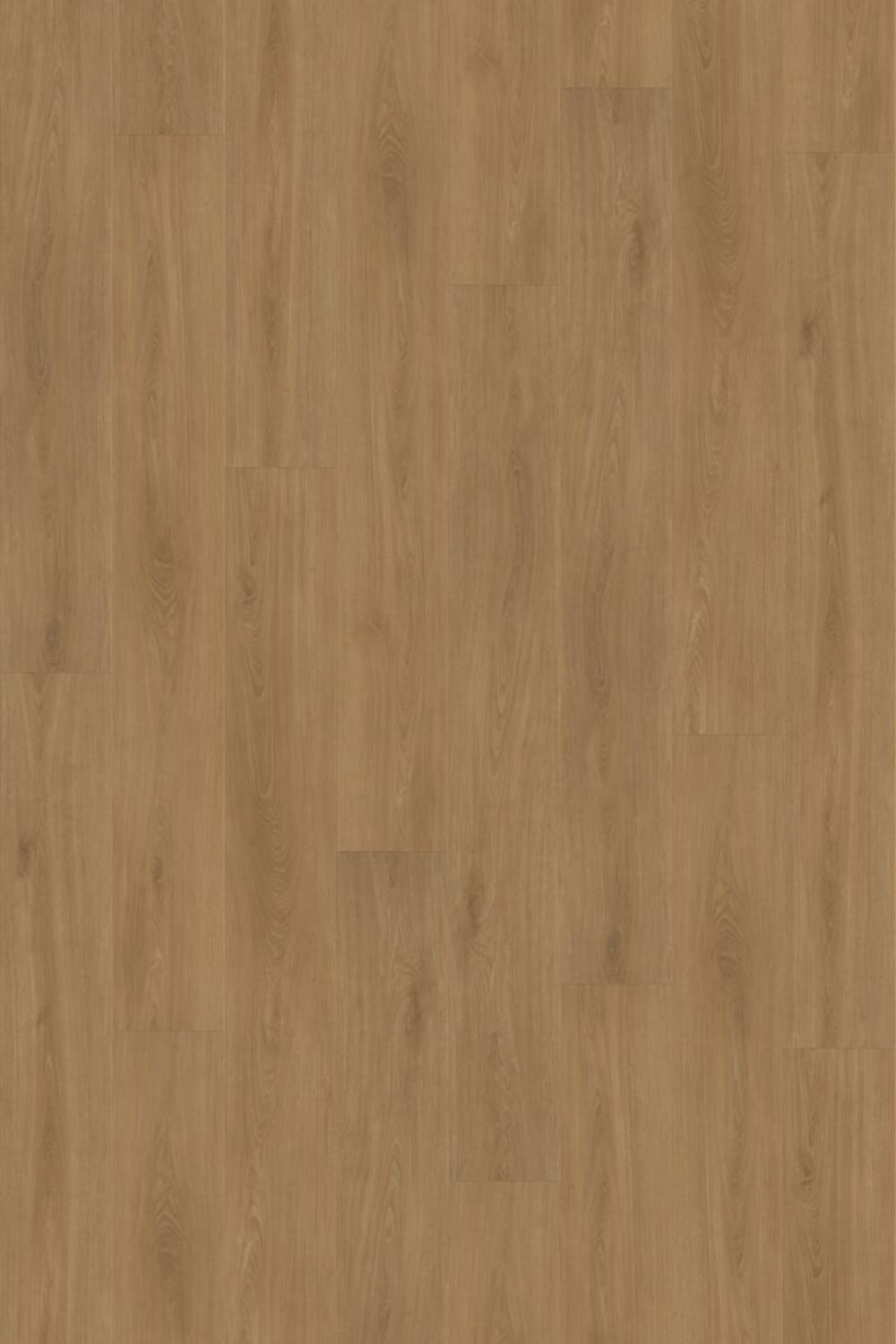 IFC Canyon Signature XL Natural Edge + - Montauk Oak