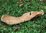 Teak Leaf Bowl thumbnail 6