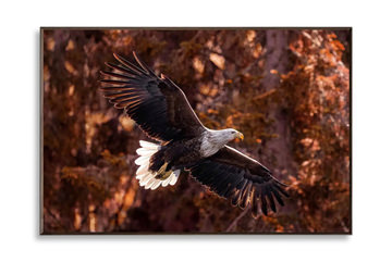 Wings Of Freedom Framed Glass Art