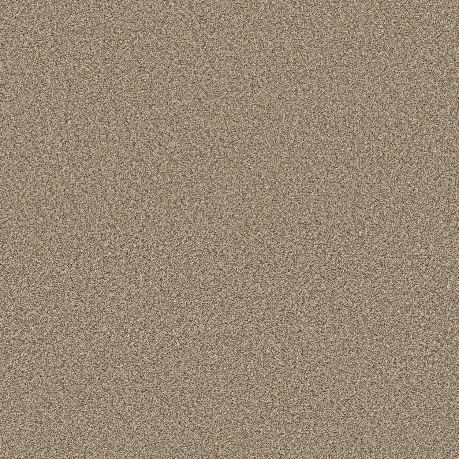 Shaw High Ranking Berber - Spirit