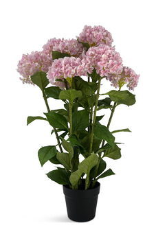 Pink Hydrangea With Pot - Pink
