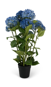 Hydrangea With Pot - Blue