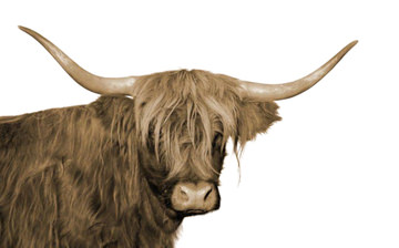 Highland Cow Serenity Glass Art