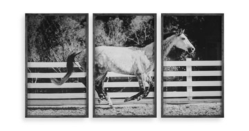 Galloping Forward Equine Prints Set/3