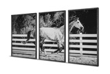Galloping Forward Equine Prints Set/3 thumbnail 6
