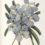 Orchid Botanical Framed Prints Set/6 thumbnail 7