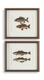 The Catch Framed Fish Prints Set/2 thumbnail 1