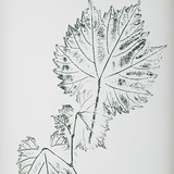 Nature’s Script Framed Botanical Prints Set/9 thumbnail 9