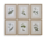 Green Floral Botanical Study Prints Set/6 thumbnail 1