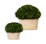 Preserved Boxwood Set Of 2 thumbnail 1