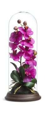 Phalaenopsis Fuchsia Orchid