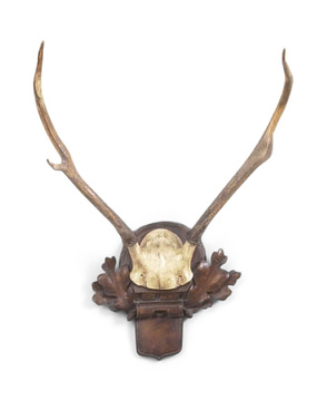 Deer Antlers