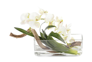 Curly Orchid