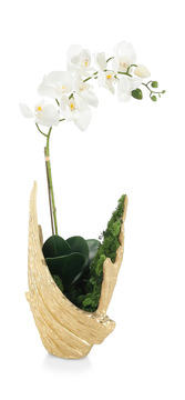 Organic Orchid
