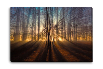 Whispers Through The Golden Forest Canvas Art