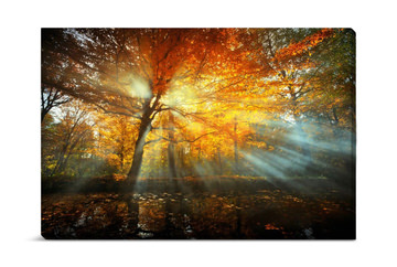 Sunbeams Through The Amber Canopy Canvas Art