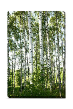 Sunlight Through Birches Canvas Art