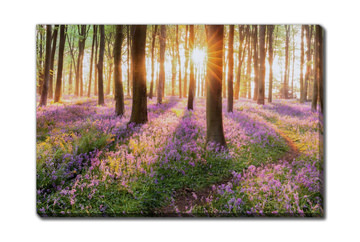Woodland Bluebells Canvas Art