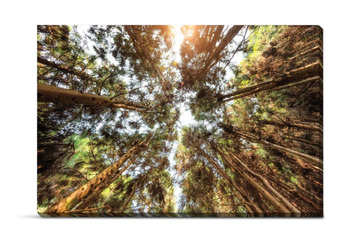 Cathedral Of Pines Reaching For Light