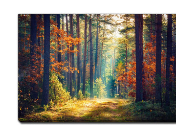 Autumn Forest Canvas Art