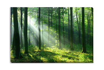 Morning Light Through Emerald Canopy