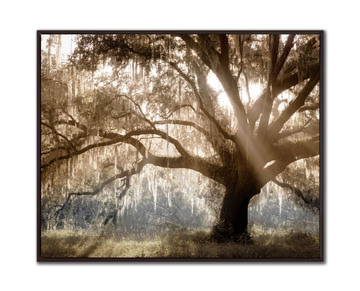 Viginia Oak Framed Art