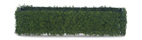 Boxwood Hedge - 48″ thumbnail 2