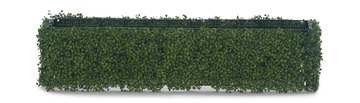 Boxwood Hedge - 48″
