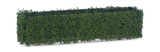 Boxwood Hedge - 48″ thumbnail 1