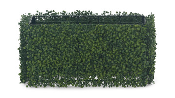 Boxwood Hedge - 24″