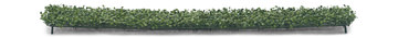 Boxwood Hedge Cover - 48″