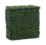 Boxwood Hedge 24″ x 24″ thumbnail 1
