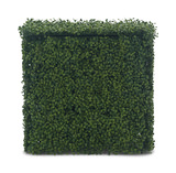 Boxwood Hedge 24″ x 24″ thumbnail 2