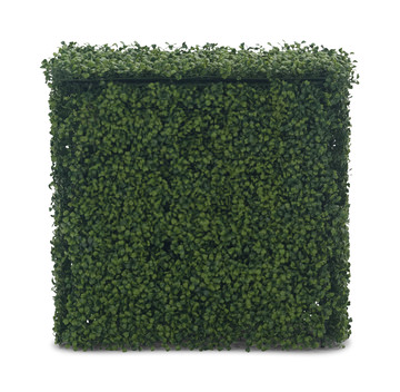 Boxwood Hedge 24″ x 24″