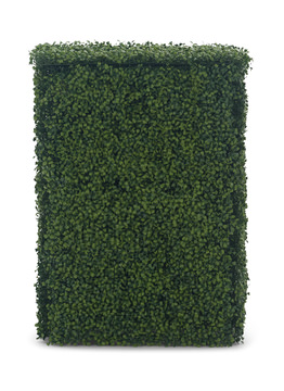 Boxwood Hedge 24″ x 39″