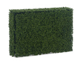 Boxwood Hedge - 48″ x 39″ thumbnail 1